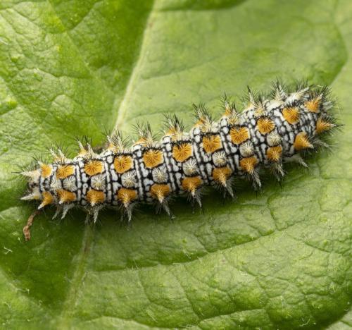 Réf. 350 488 : Melitaea didyma